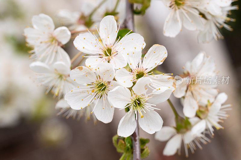 酸樱桃(Prunus cerasus)树在花园里开花